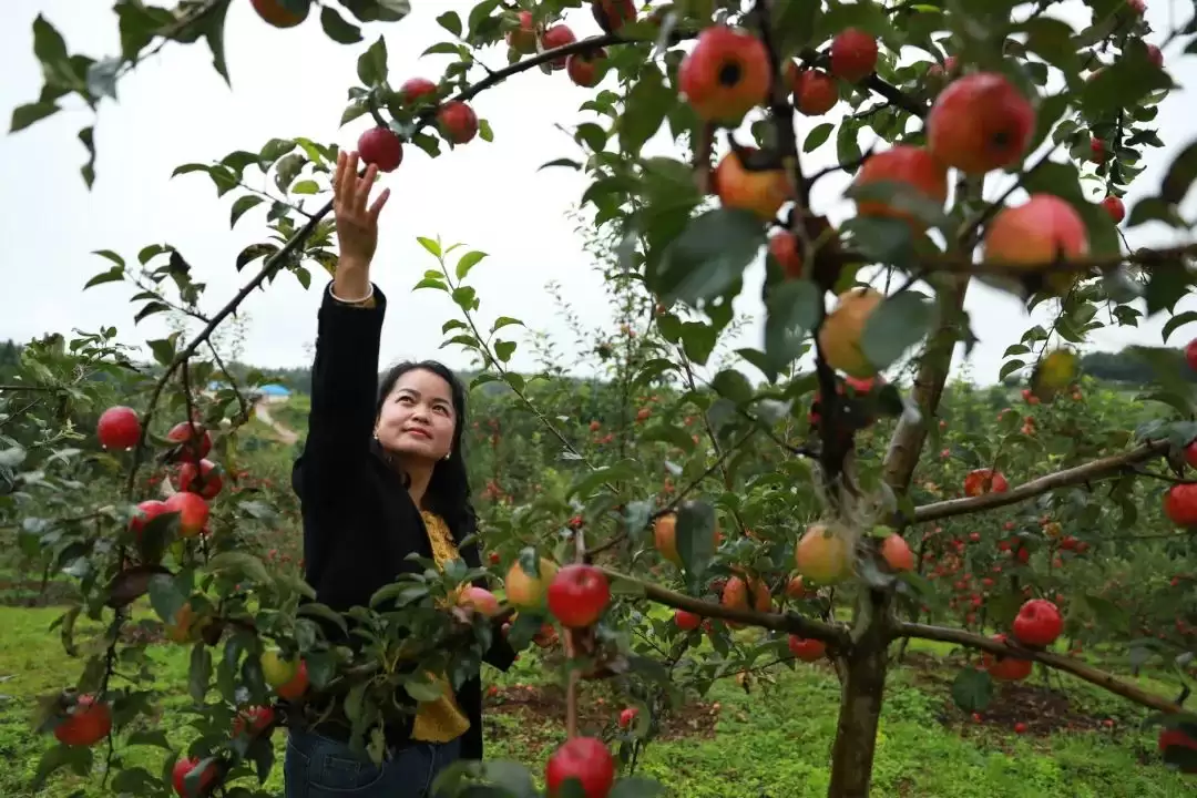 姜州镇：农文旅融合绘就乡村振兴新图景-会东网