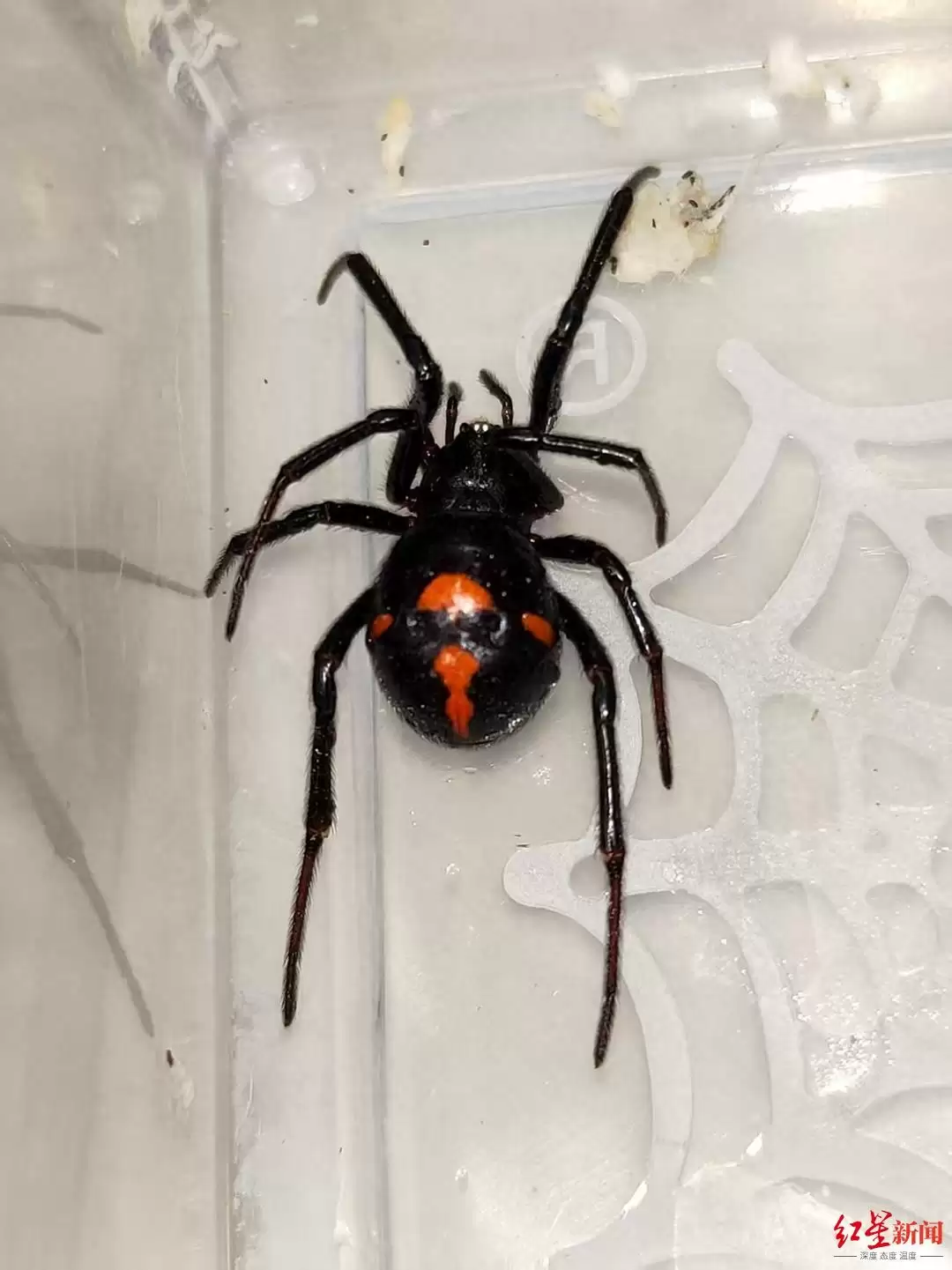 四川凉山青年被罕见 “怪肥腹蛛” 咬伤，专家详解毒性及被咬 “救命四步”-会东网