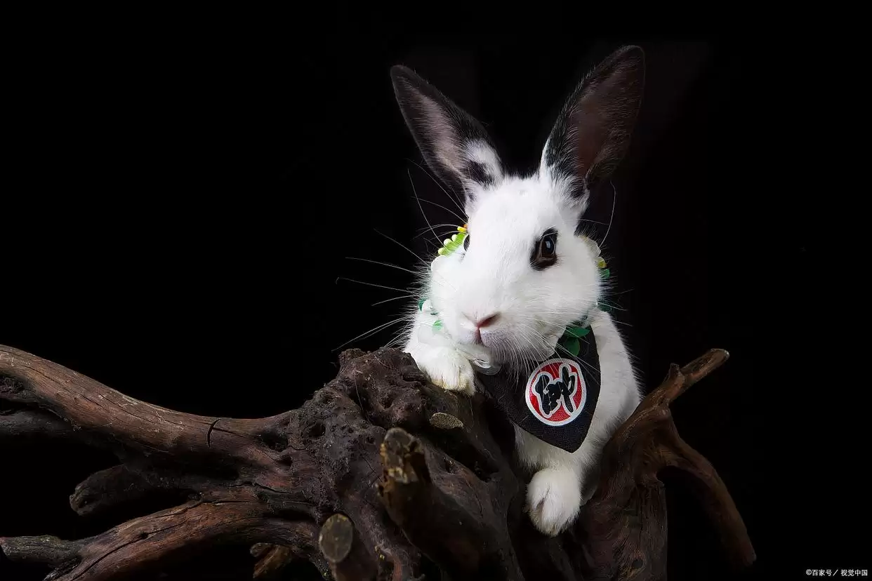 新手必知!兔子饲养 6 大注意事项,科学养兔让萌宠健康相伴插图2 新手必知!兔子饲养 6 大注意事项,科学养兔让萌宠健康相伴插图2