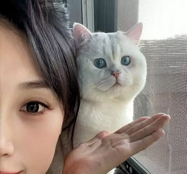 猫咪认妈指南:爱意细节大揭秘,8 个证据看你家猫是否把你当妈插图1 猫咪认妈指南:爱意细节大揭秘,8 个证据看你家猫是否把你当妈插图1