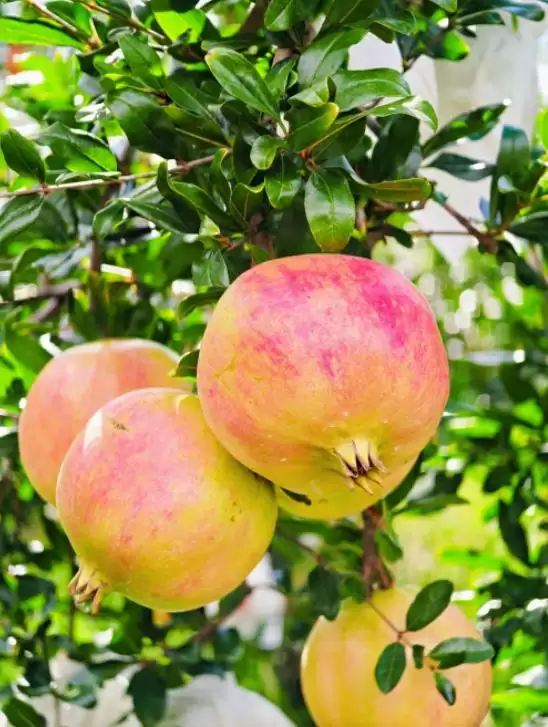 辰颐物语溯源四川凉山会理，助力 “中国石榴之乡” 石榴畅销，推动乡村振兴插图1