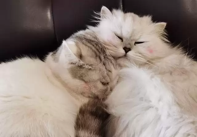 猫咪认妈指南:爱意细节大揭秘,8 个证据看你家猫是否把你当妈插图 猫咪认妈指南:爱意细节大揭秘,8 个证据看你家猫是否把你当妈插图