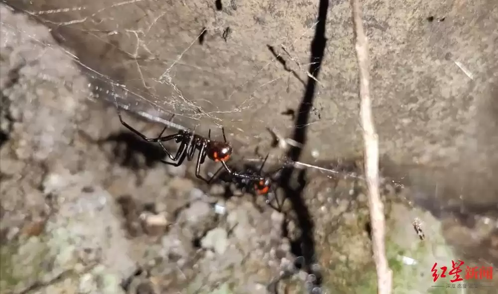 四川凉山青年被罕见 “怪肥腹蛛” 咬伤，专家详解毒性及被咬 “救命四步”插图2