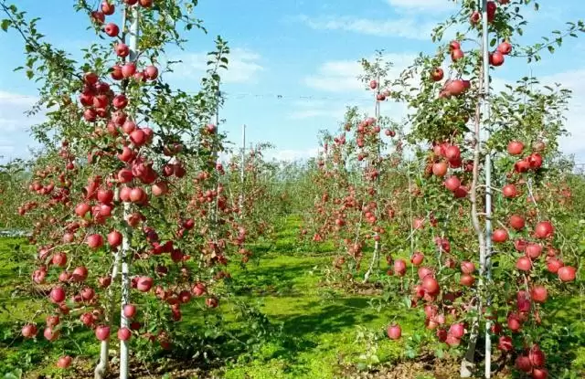 苹果优质高效种植关键技巧详解?插图 苹果优质高效种植关键技巧详解?插图