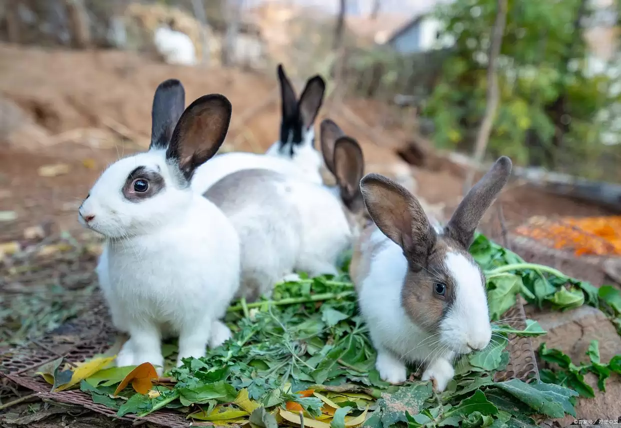 新手必知!兔子饲养 6 大注意事项,科学养兔让萌宠健康相伴插图1 新手必知!兔子饲养 6 大注意事项,科学养兔让萌宠健康相伴插图1