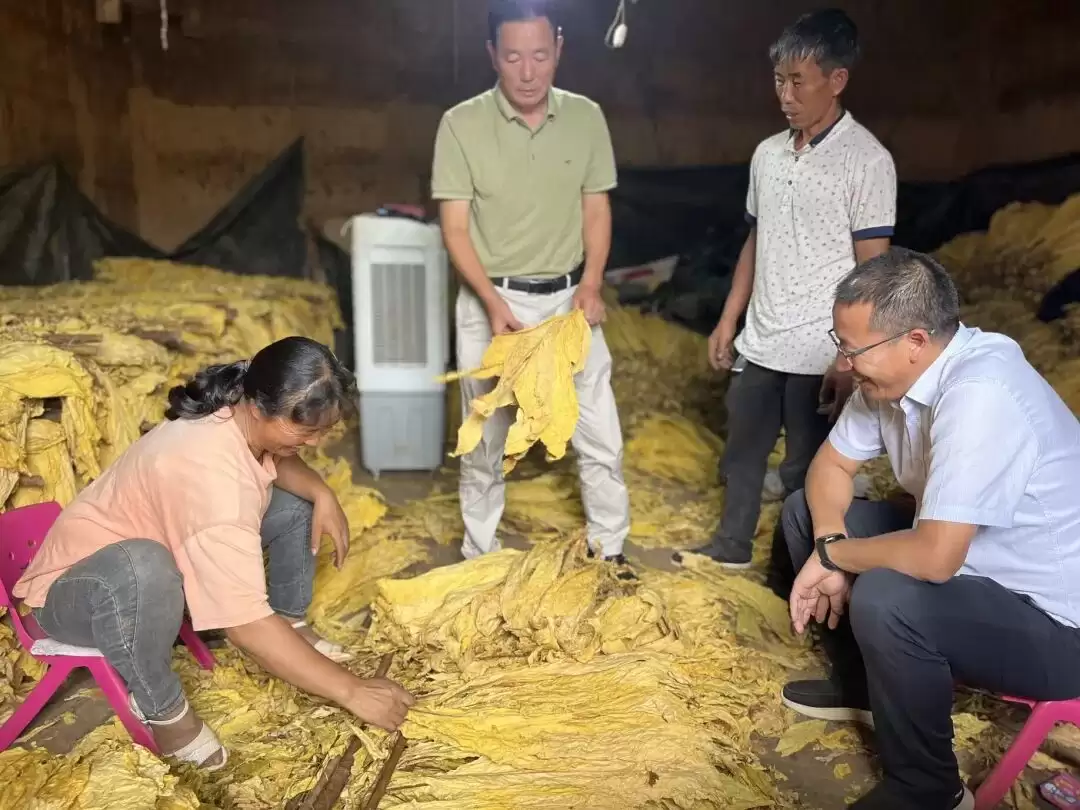 会东烟区采收季:精准服务到田间炕头,1.7 万余次入户指导筑牢丰收根基插图1 会东烟区采收季:精准服务到田间炕头,1.7 万余次入户指导筑牢丰收根基插图1