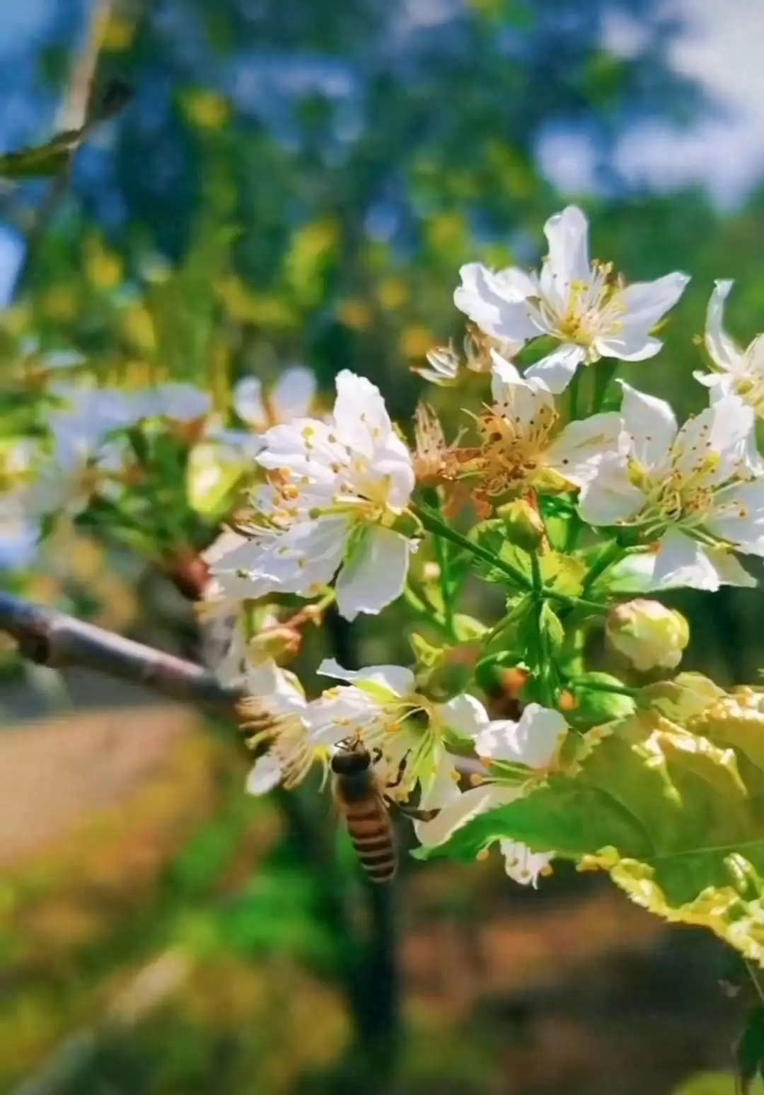 罕见！攀枝花樱桃树因冰雹 8 月反季开花，专家称 10 月或能吃上鲜樱桃-会东网