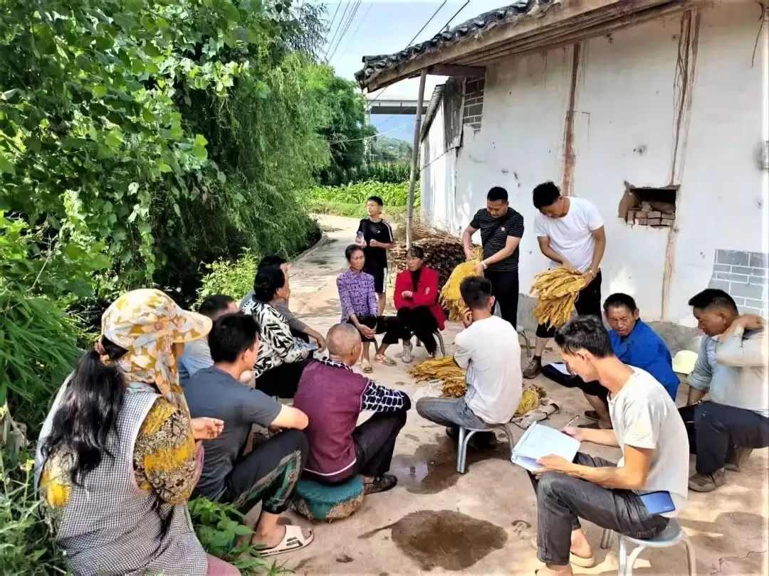 会东烟区采收季:精准服务到田间炕头,1.7 万余次入户指导筑牢丰收根基插图 会东烟区采收季:精准服务到田间炕头,1.7 万余次入户指导筑牢丰收根基插图