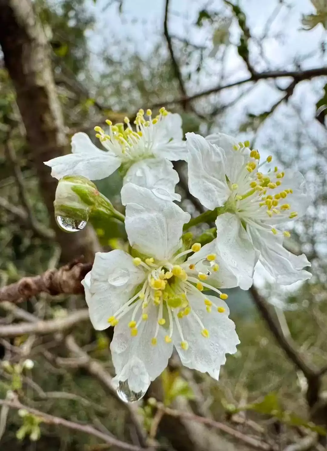 罕见!攀枝花樱桃树因冰雹 8 月反季开花,专家称 10 月或能吃上鲜樱桃插图1 罕见!攀枝花樱桃树因冰雹 8 月反季开花,专家称 10 月或能吃上鲜樱桃插图1