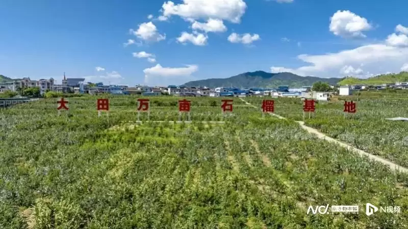 攀枝花大田软籽石榴 600 余万元订单奔赴广州，三天跨越千里受市民青睐插图1