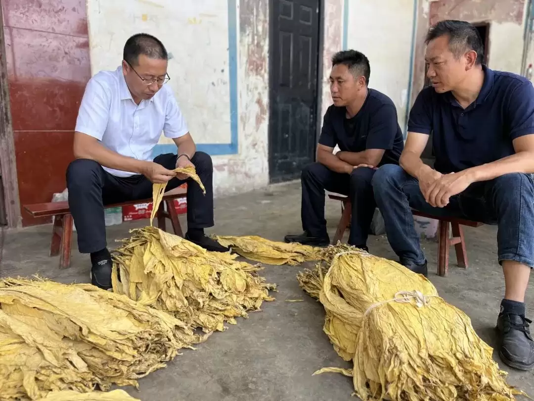 会东烟区采收季:精准服务到田间炕头,1.7 万余次入户指导筑牢丰收根基插图2 会东烟区采收季:精准服务到田间炕头,1.7 万余次入户指导筑牢丰收根基插图2