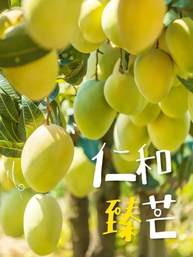 探秘攀枝花仁和臻芒：品种多样、品质上乘背后的故事与品牌内涵-会东网
