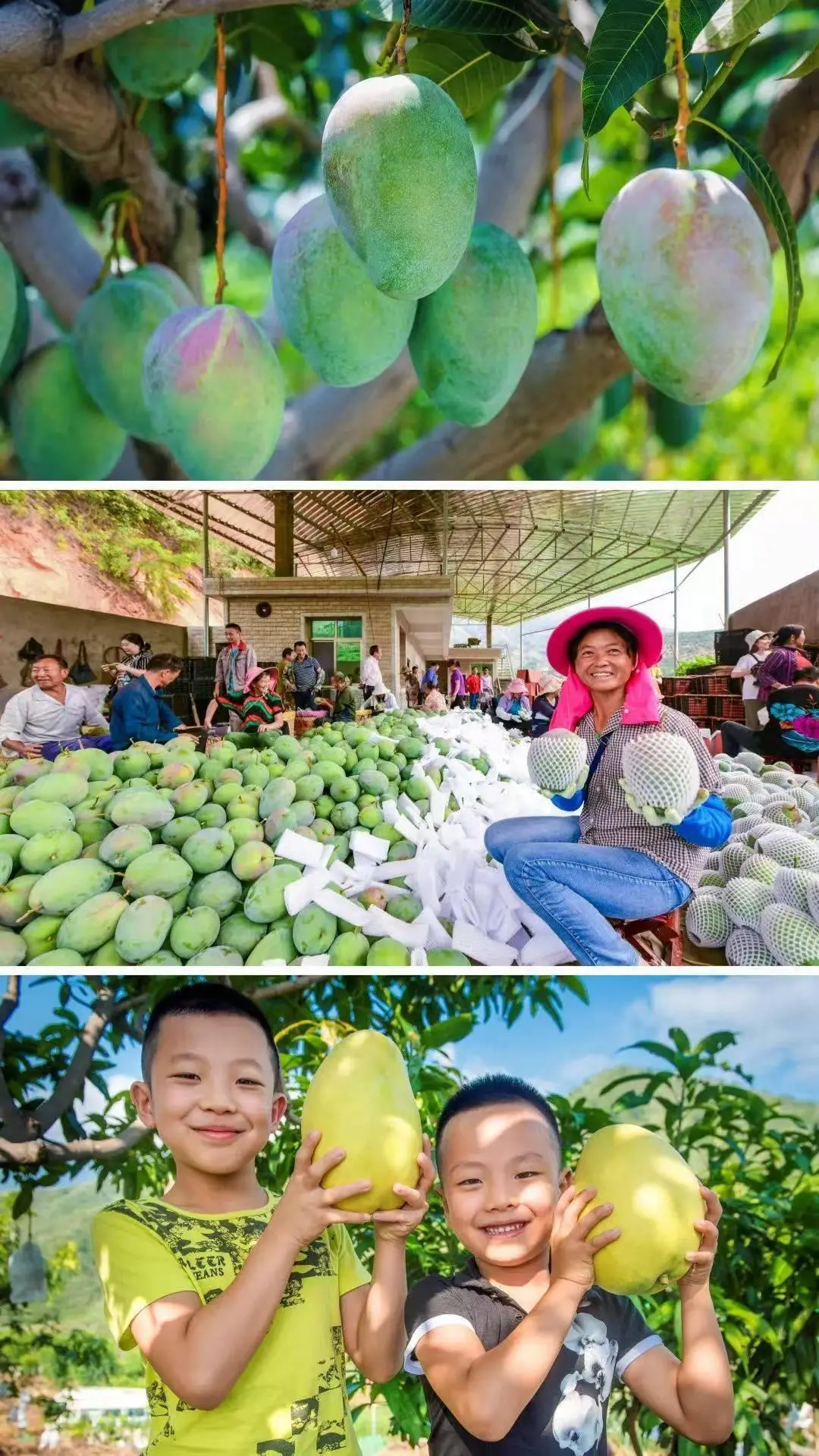 2025 攀枝花仁和晚熟芒果季开启：“仁和臻芒” N 种玩法等你解锁-会东网