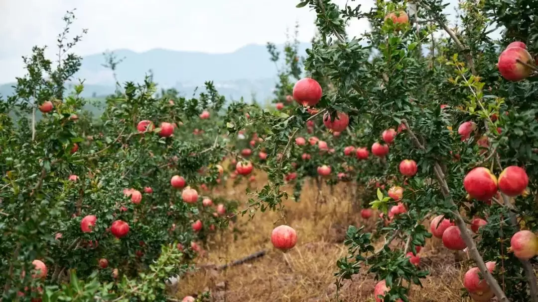 2025 四川省 “天府百姓大舞台” 攀西片区汇演暨 “和美乡村・稻会东” 田园丰收季来袭,川滇文化盛宴等你体验!插图27 2025 四川省 “天府百姓大舞台” 攀西片区汇演暨 “和美乡村・稻会东” 田园丰收季来袭,川滇文化盛宴等你体验!插图27