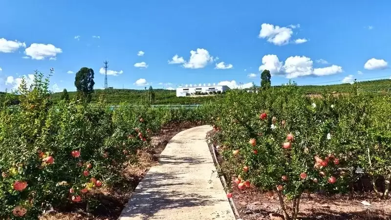 电商赋能，姜州镇石榴产业绘就乡村振兴新画卷-会东网