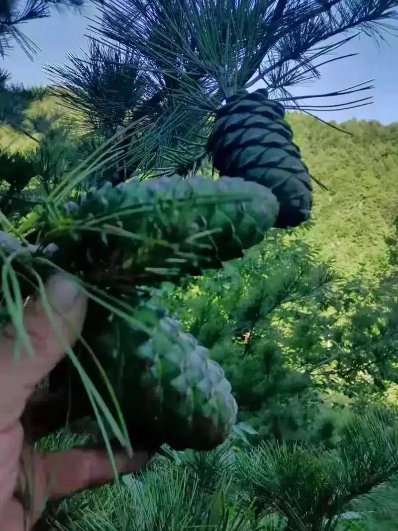 会东县华山松:山林里的丰收与乡愁插图1 会东县华山松:山林里的丰收与乡愁插图1