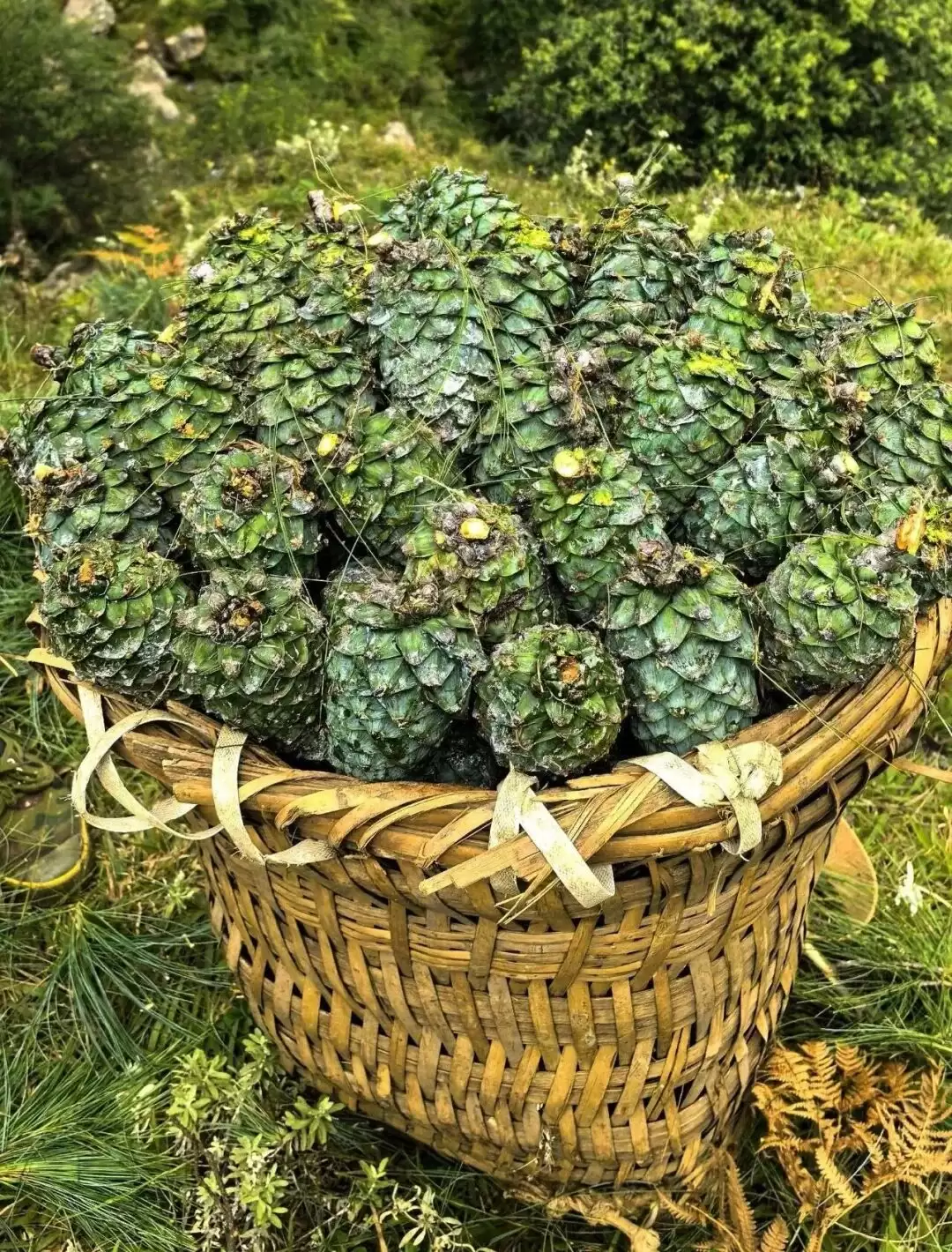 会东县华山松:山林里的丰收与乡愁插图2 会东县华山松:山林里的丰收与乡愁插图2