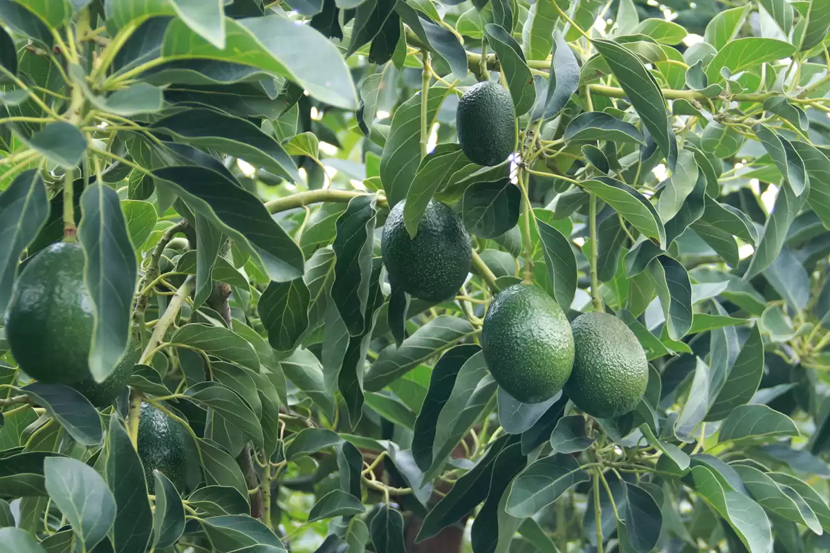 金秋丰收季：会东县淌塘镇牛油果产业崛起，铺就乡村振兴致富路插图1