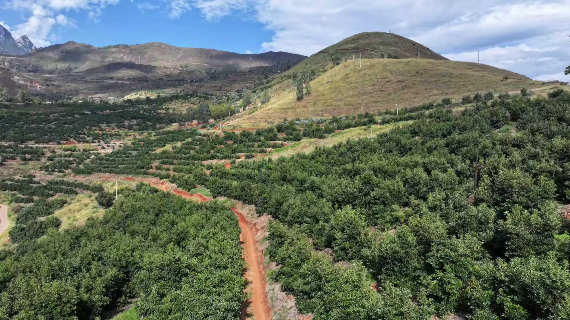 金秋丰收季：会东县淌塘镇牛油果产业崛起，铺就乡村振兴致富路插图3