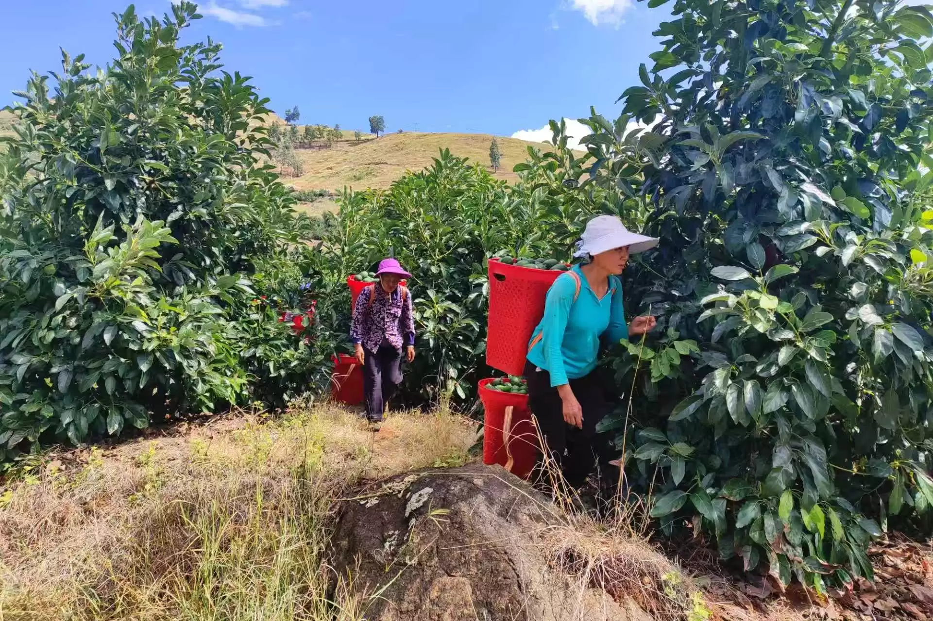 金秋丰收季：会东县淌塘镇牛油果产业崛起，铺就乡村振兴致富路插图2