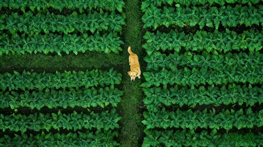 必听!会理古城〈会理刻度・烟火记〉美食说唱 MV,带你领略千年烟火与美食魅力插图9 必听!会理古城〈会理刻度・烟火记〉美食说唱 MV,带你领略千年烟火与美食魅力插图9