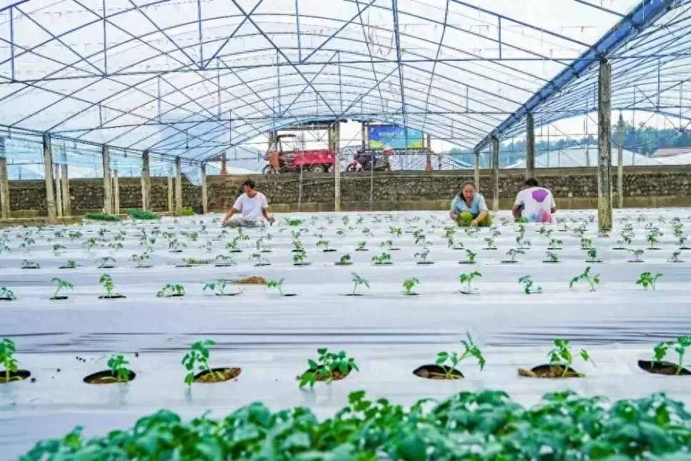 四川米易番茄产业：天然优势奠基，科技赋能升级，产销两旺助力乡村振兴-会东网