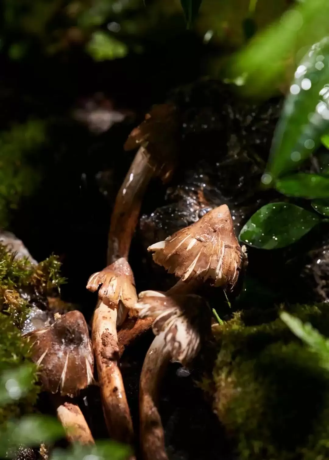 必听!会理古城〈会理刻度・烟火记〉美食说唱 MV,带你领略千年烟火与美食魅力插图8 必听!会理古城〈会理刻度・烟火记〉美食说唱 MV,带你领略千年烟火与美食魅力插图8