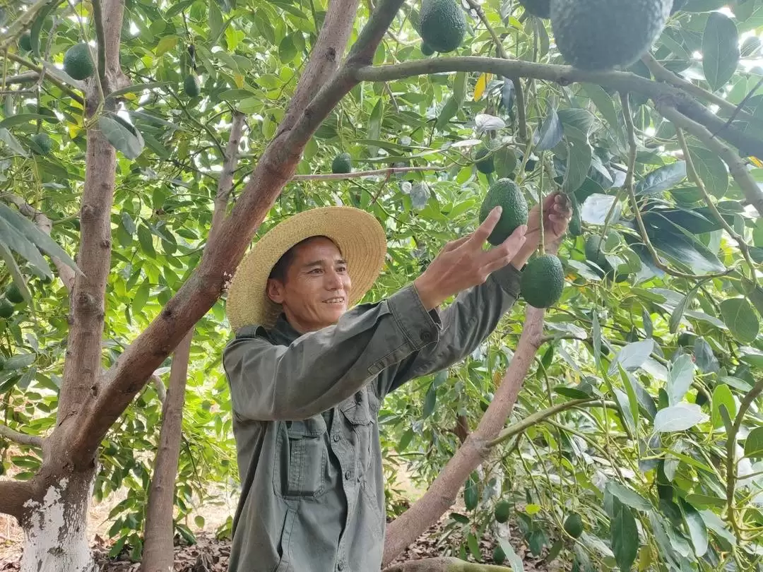 从荒山到 “绿色银行”!四川凉山会东淌塘镇中坪子村牛油果产业崛起记-会东网