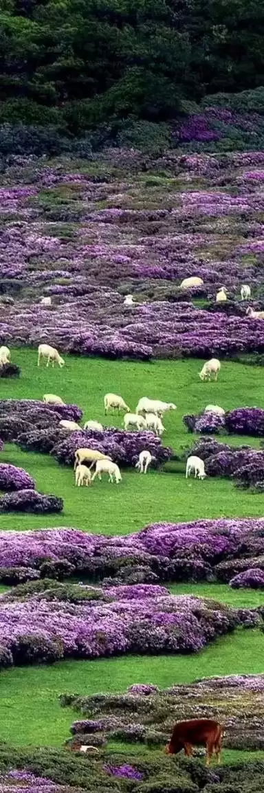 赛场外的惊喜：走进川超背后五彩斑斓的凉山，开启超值之旅插图14