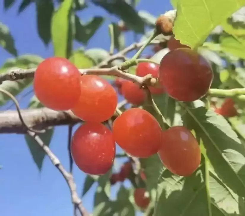 川超联赛巅峰对决:凉山与攀枝花,赛场内外的文旅同源探秘插图13 川超联赛巅峰对决:凉山与攀枝花,赛场内外的文旅同源探秘插图13