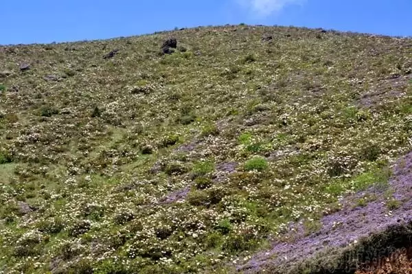 川滇明珠|金阳的索玛花开了插图10