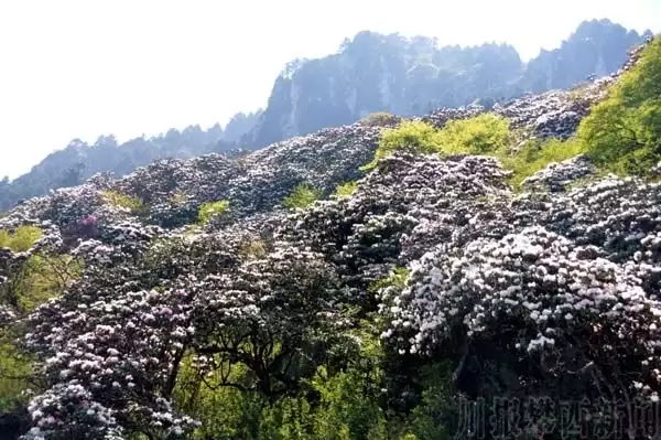 川滇明珠|金阳的索玛花开了插图4