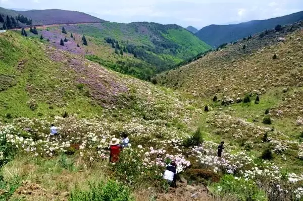 川滇明珠|金阳的索玛花开了插图9