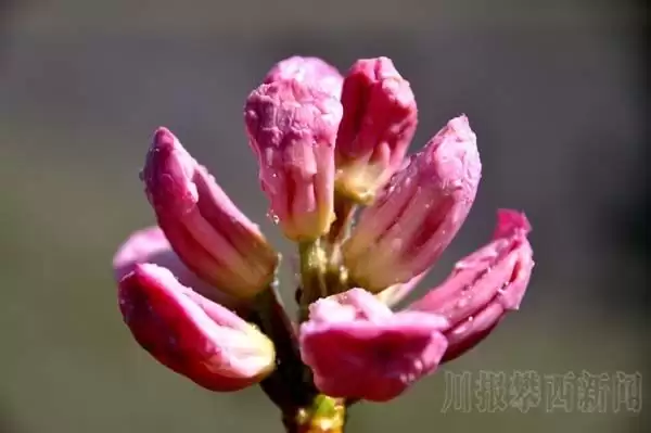 川滇明珠|金阳的索玛花开了-会东网