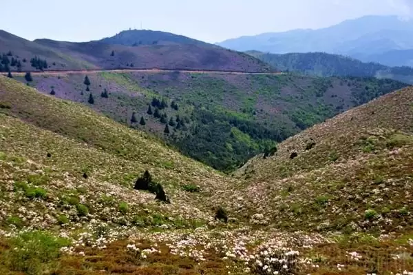川滇明珠|金阳的索玛花开了插图8