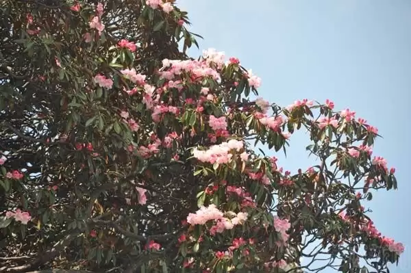 川滇明珠|金阳的索玛花开了插图5