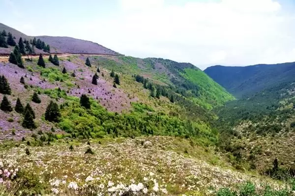 川滇明珠|金阳的索玛花开了插图11