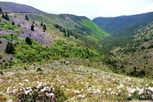 川滇明珠|金阳的索玛花开了插图12