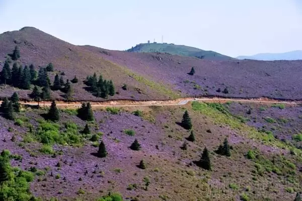 川滇明珠|金阳的索玛花开了插图1