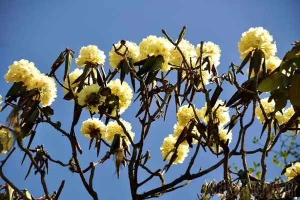 川滇明珠|金阳的索玛花开了插图2