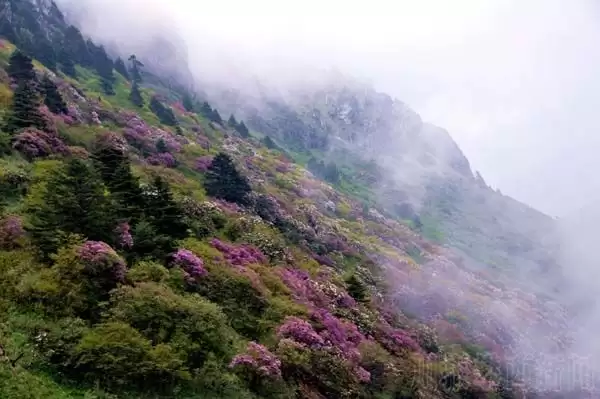 川滇明珠|金阳的索玛花开了插图7