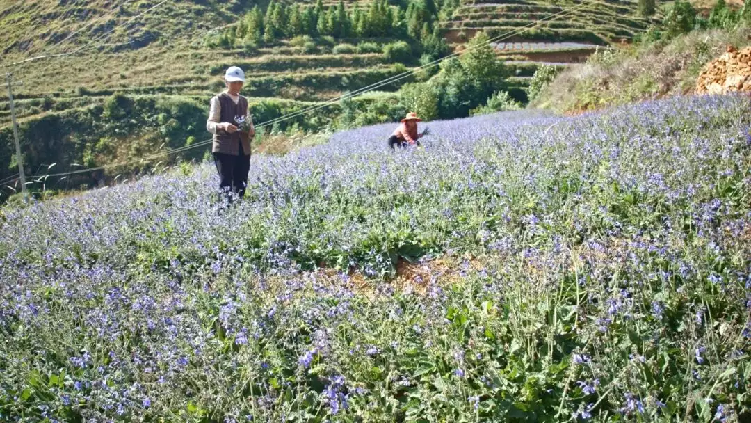 满银沟镇以中药材种植为突破口,构建 “一主多元” 格局,助力乡村振兴插图1 满银沟镇以中药材种植为突破口,构建 “一主多元” 格局,助力乡村振兴插图1