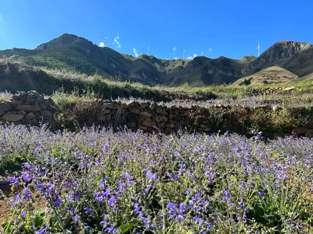 满银沟镇以中药材种植为突破口，构建 “一主多元” 格局，助力乡村振兴-会东网