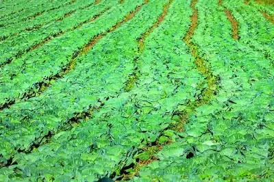 贵州威宁西凉山：高寒山地的乡村振兴路，生态农业与清洁能源协同发展插图2