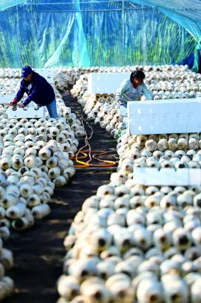 贵州威宁西凉山：高寒山地的乡村振兴路，生态农业与清洁能源协同发展插图3