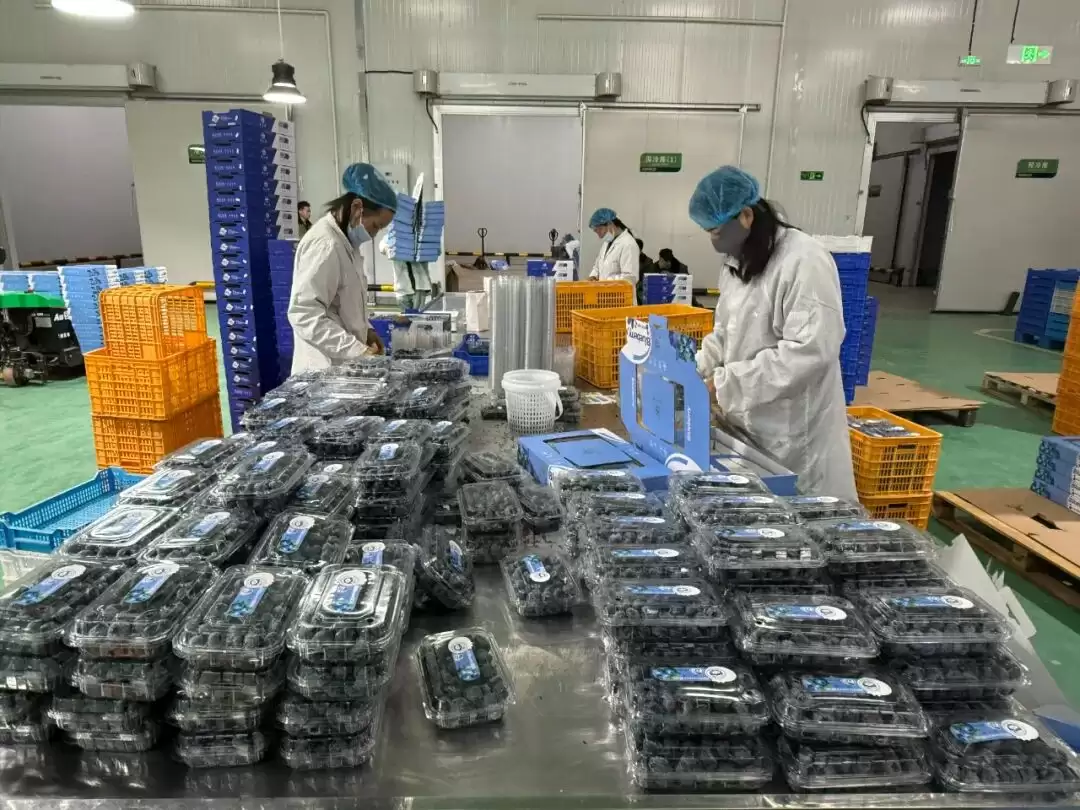 会东晴山蓝蓝莓基地：跨年度采摘，多元发展为乡村振兴注入强劲动力插图1