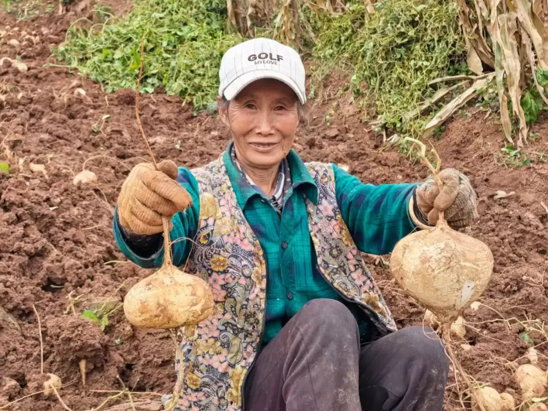 金秋会东嘎吉镇土瓜丰收，特色农业发展举措助力农户增收致富-会东网