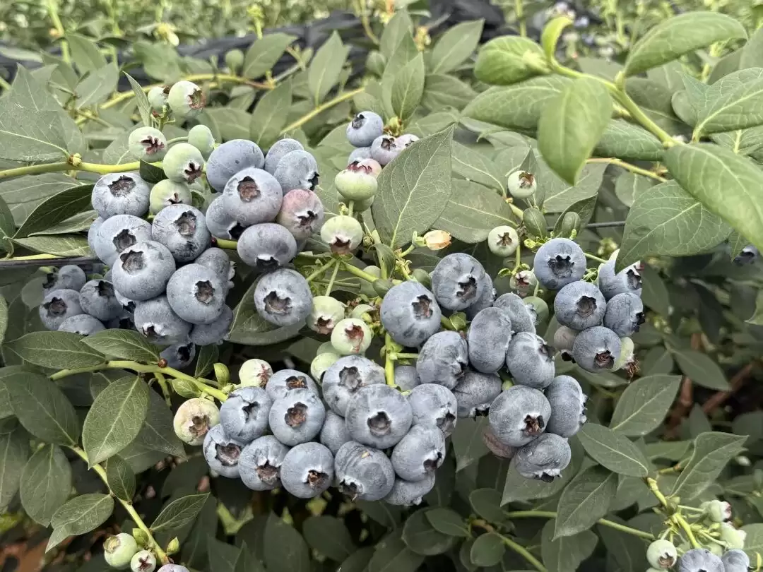 会东晴山蓝蓝莓基地：跨年度采摘，多元发展为乡村振兴注入强劲动力-会东网