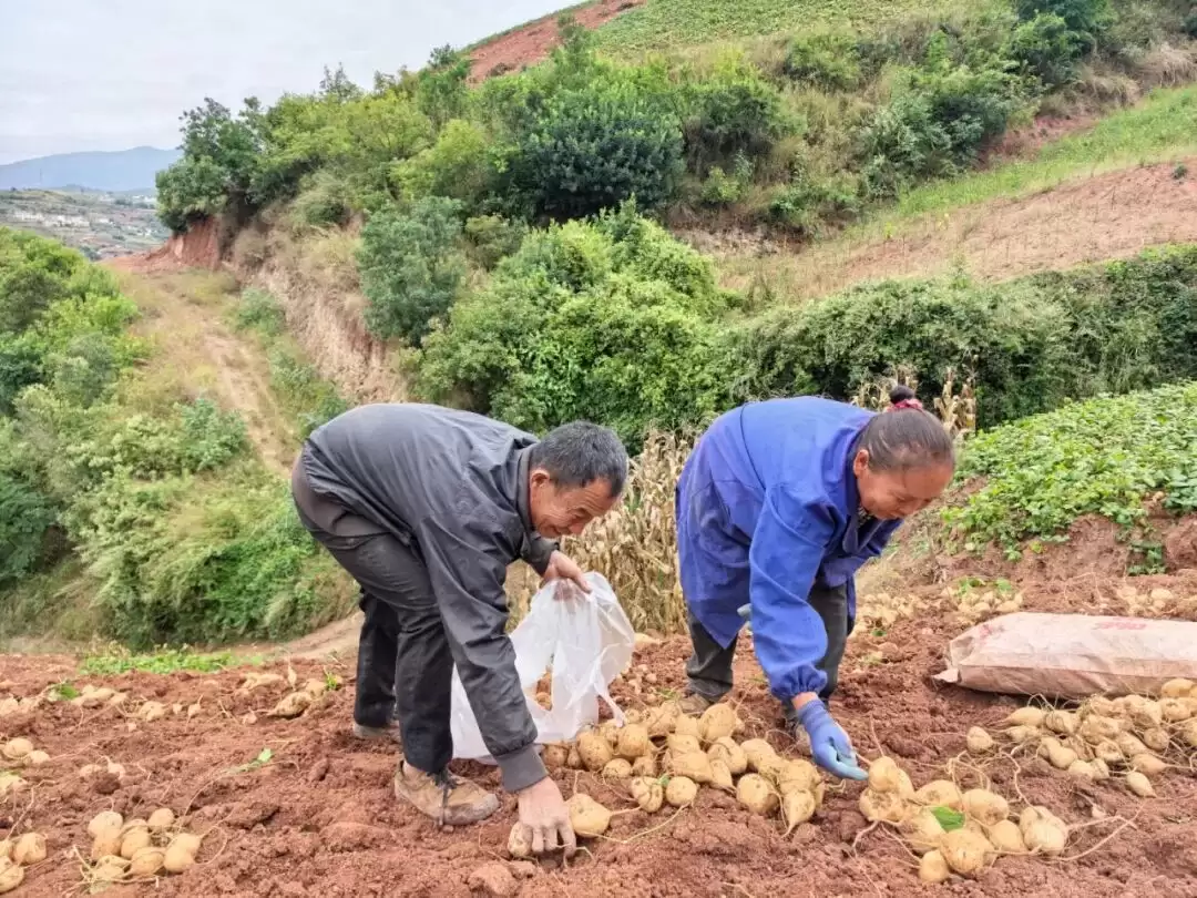 金秋会东嘎吉镇土瓜丰收,特色农业发展举措助力农户增收致富插图1 金秋会东嘎吉镇土瓜丰收,特色农业发展举措助力农户增收致富插图1