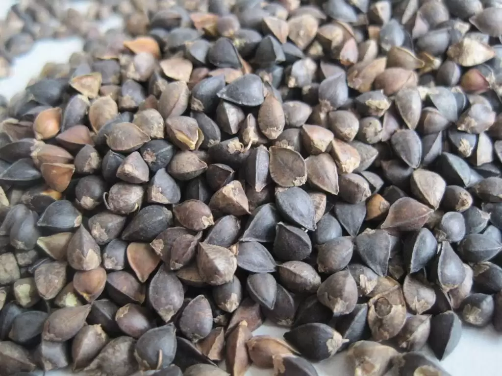 苦荞凭何从深山走向全产业链?各地主产区有何秘诀?插图4 苦荞凭何从深山走向全产业链?各地主产区有何秘诀?插图4